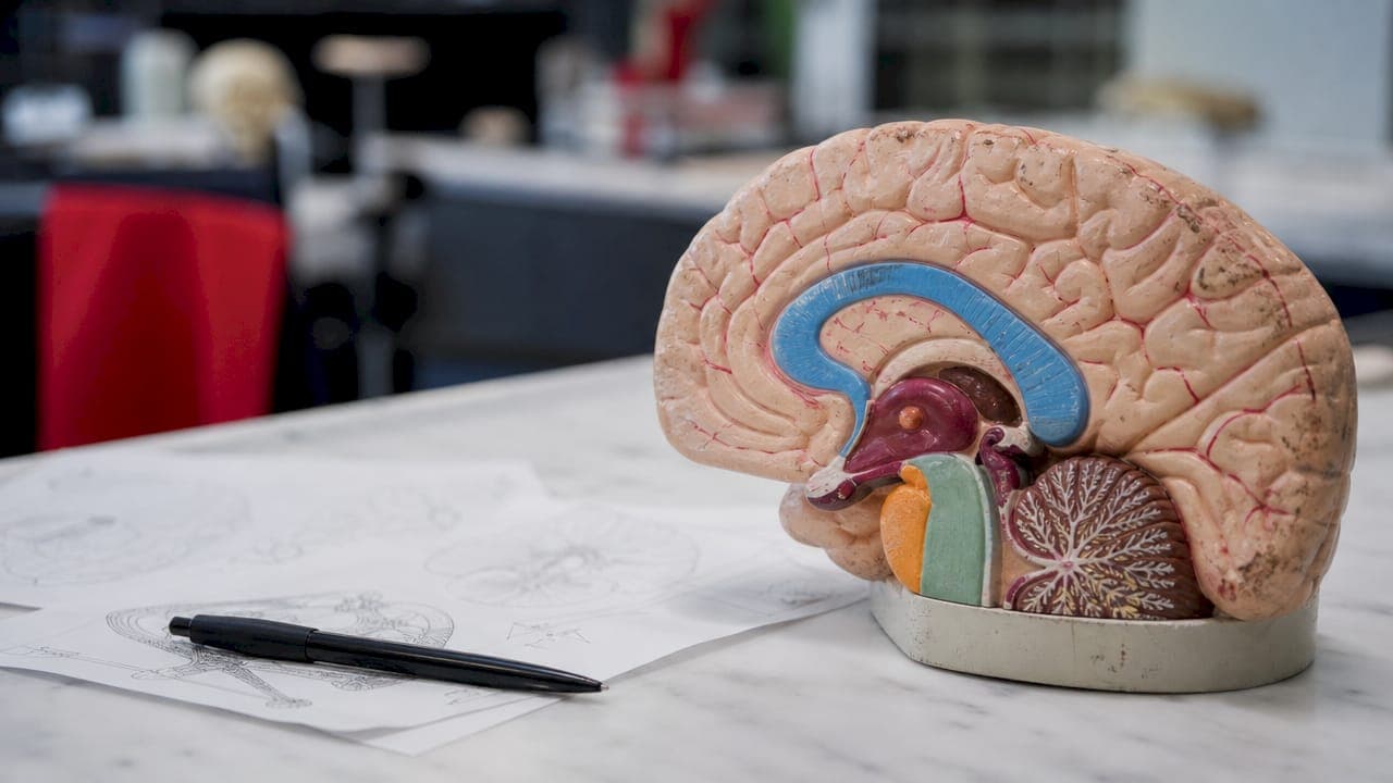 Schéma du fonctionnement cérébral axé sur la dopamine et la sérotonine
